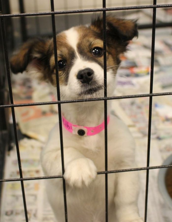 A puppy awaits adoption at an event through Pupz N Palz Rescues. Photo Credit: Pupz N Palz Rescue located in Modesto.