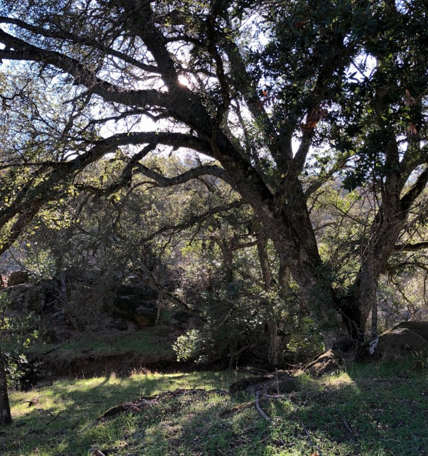 Shady trees at Morgan Territory.