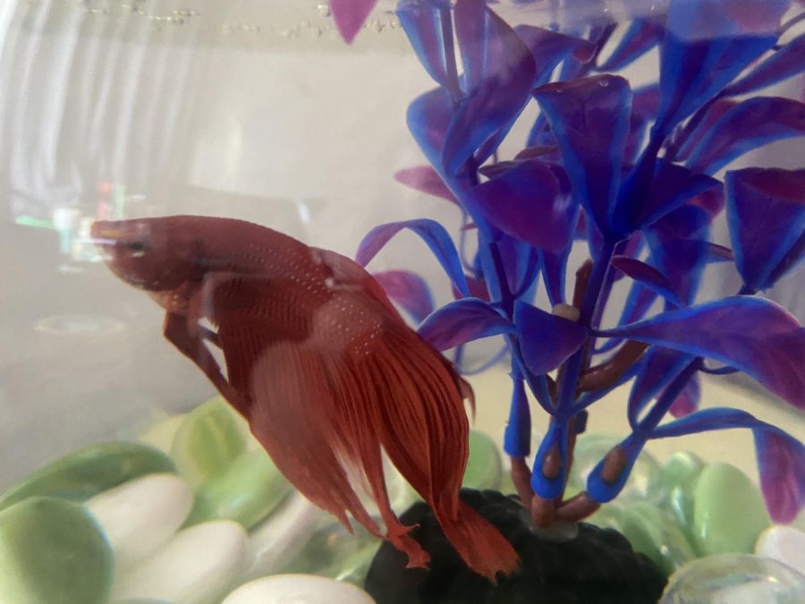 Keeping and Caring of Bettas