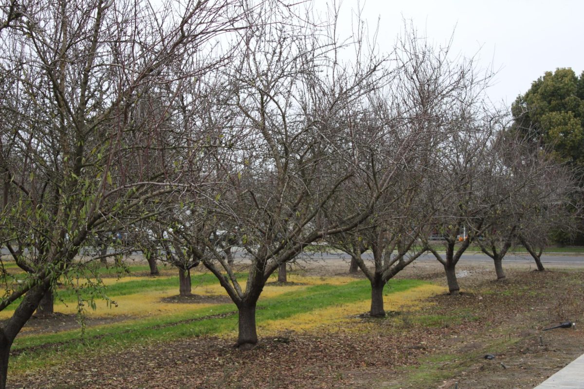 This Years Almond Blossom Princesses